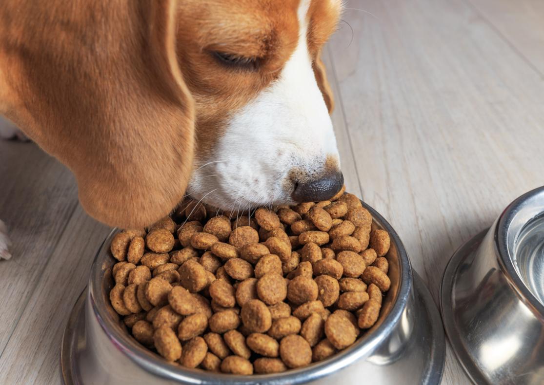 Hund frisst Trockenfutter aus einer Metallschüssel.