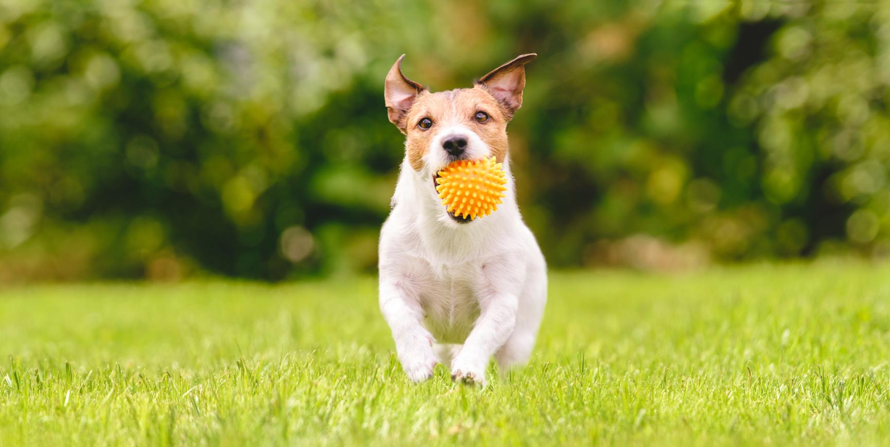 Hund rennt mit einem orangefarbenen Ball im Maul über das Gras.