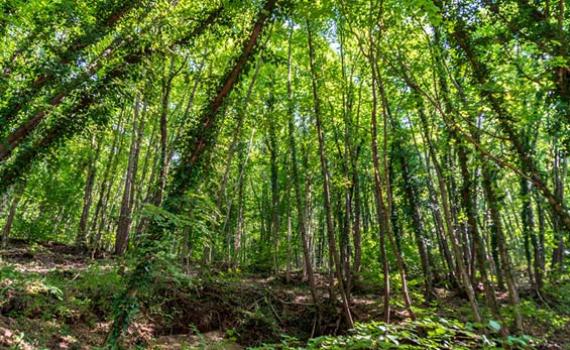 Lush forest with tall, green trees.